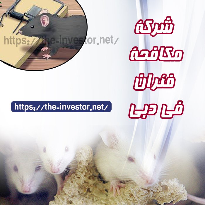 شركة مكافحة الفئران دبي