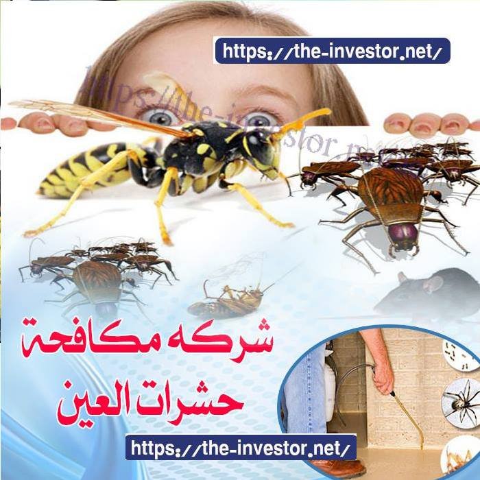 شركة مكافحة حشرات العين | 0562516997 |الشراع لمكافحة الحشرات بالعين ...